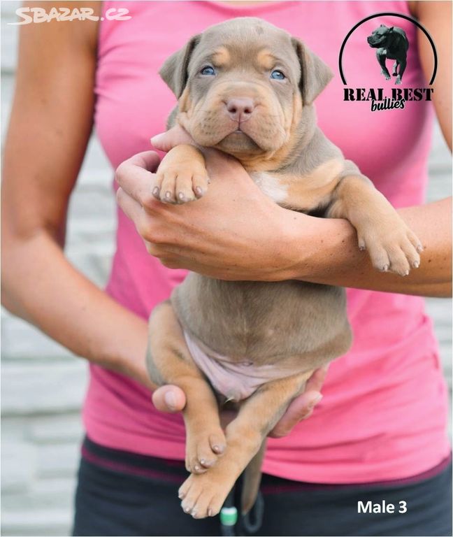 štěňátka American bully xl s PP