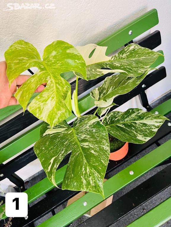 Monstera albo variegated