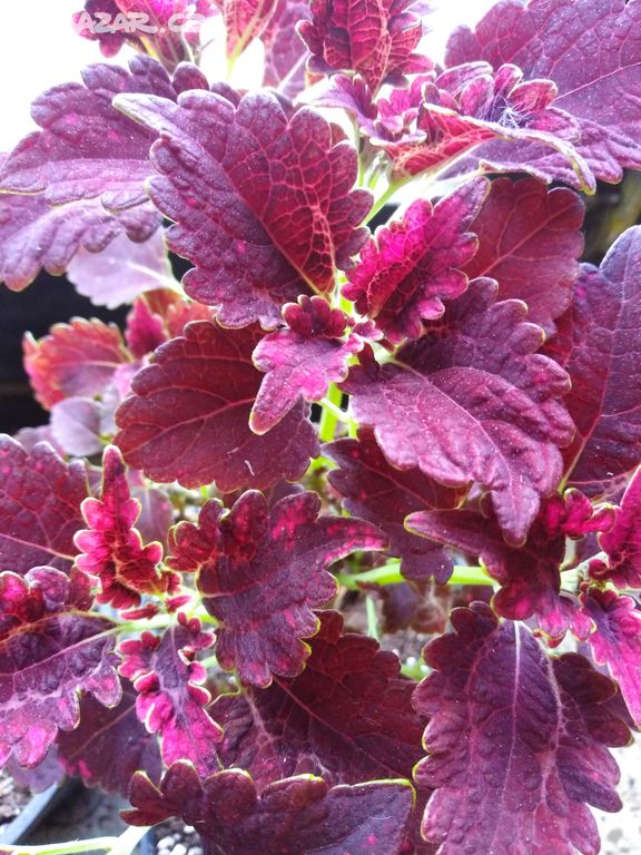 Coleus tmavě-bordo