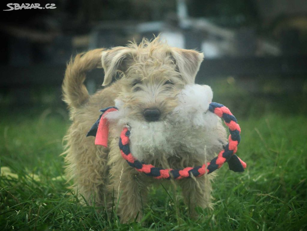 Irish soft coated wheaten teriér