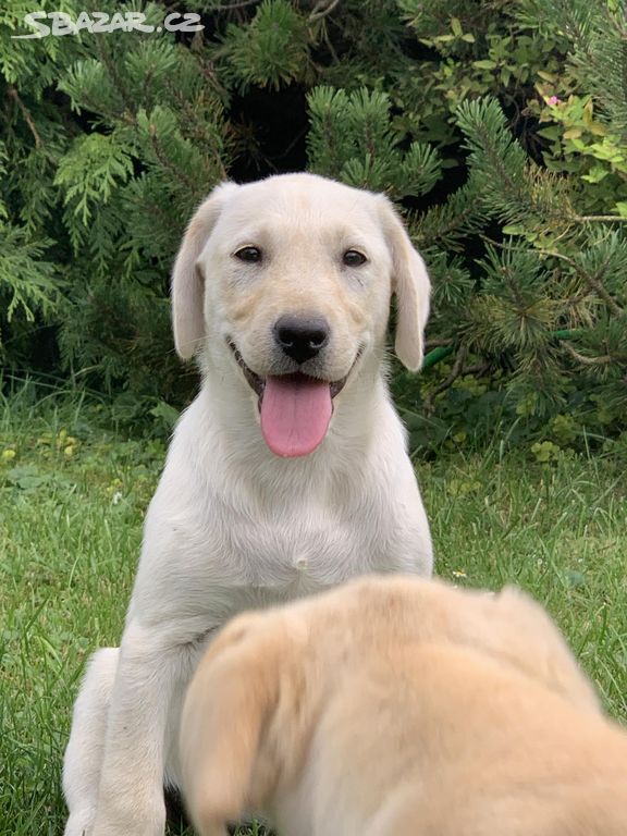 Labrador štěňata Bílá Fenka