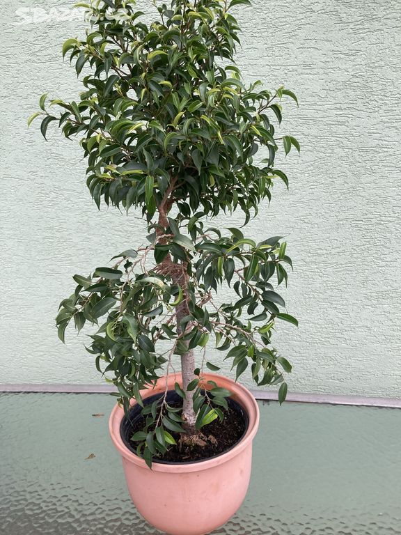 ficus benjamina Natasja