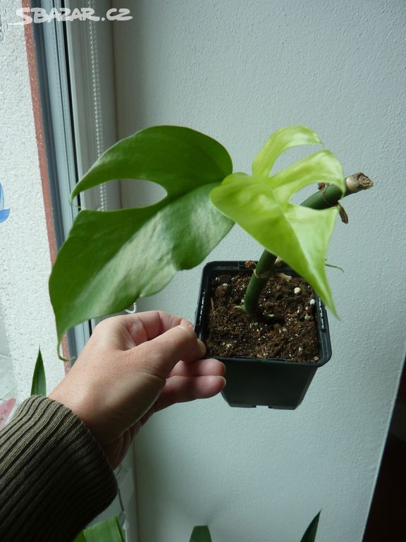 Philodendron minima - pokojová rostlina