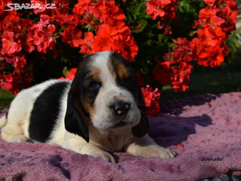 BASSET HOUND s PP