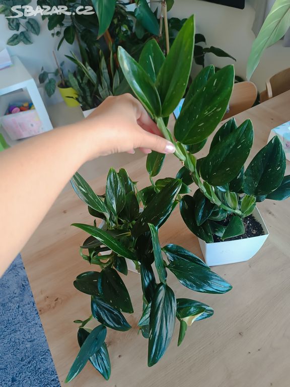 Monstera cobra variegata