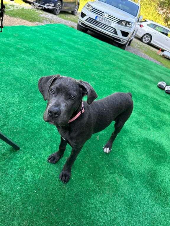 Fenka Cane Corso