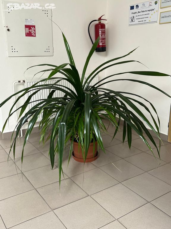 Pokojové rostliny Pandanus 3x