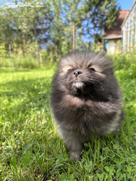 Pomeranian Pomerian Pomik s PP