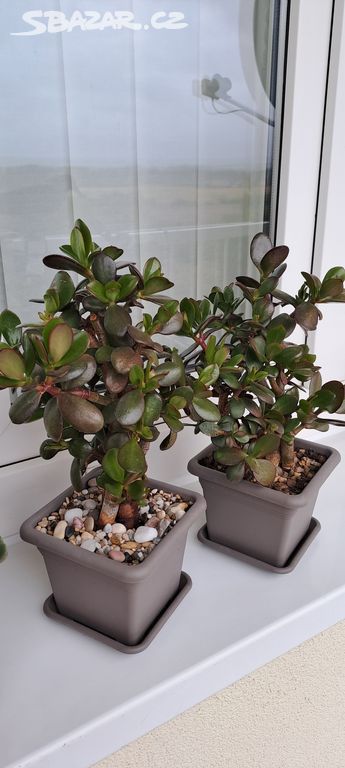 Crassula Ovata-tlustice-sukulent