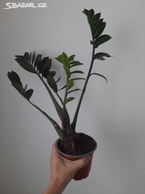 Zamioculcas Black Raven