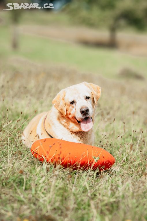 MERLIN - Labrador 32 kg - kastrovaný pes cca 7 let