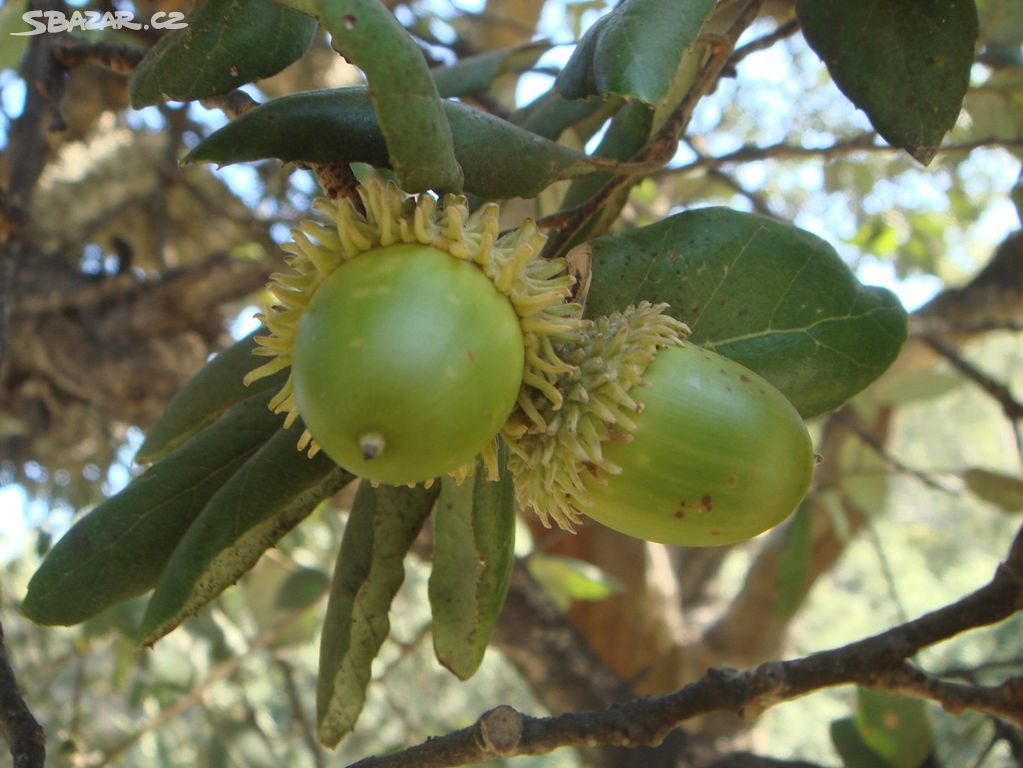 Dub korkový (Quercus suber) - 110 - 140 cm