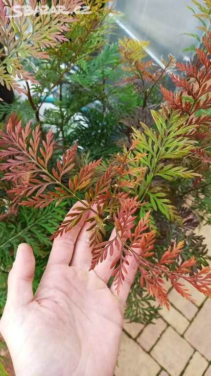 Grevillea mohutná (Grevillea robusta) - 60 - 70 cm