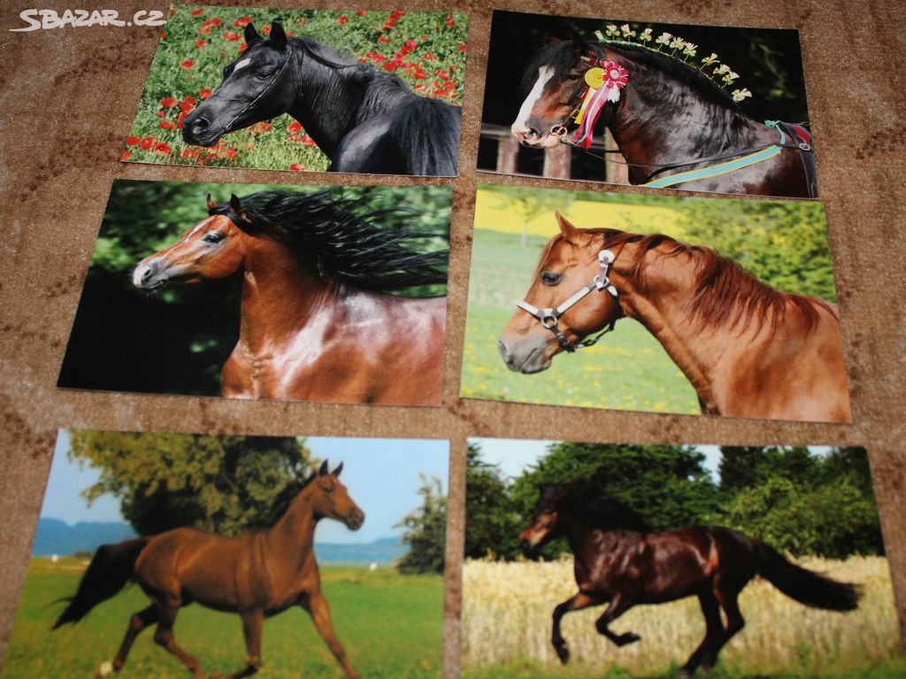 Zahraniční pohlednice koní