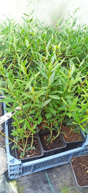 Jamovec úzkolistý (Phillyrea angustifolia) - 30 cm