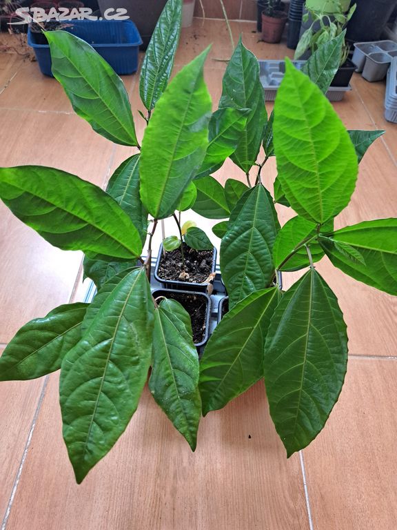 Passiflora edulis - Marakuja