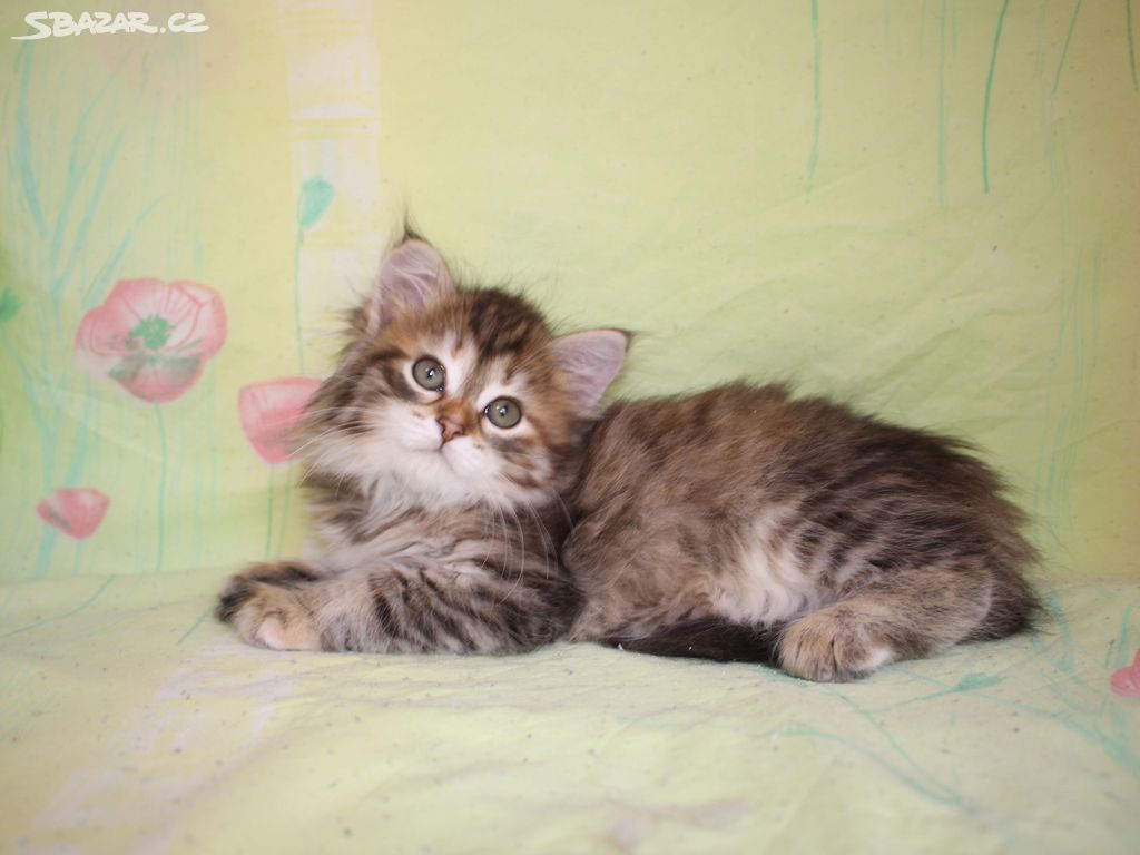 Sibiřská kočka - zlatá kočička XAYA s PP