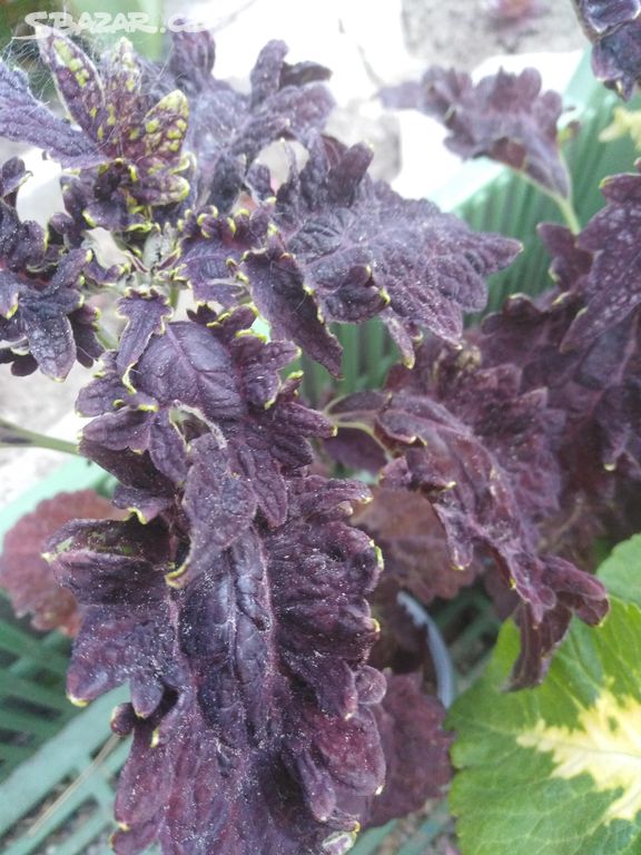 Coleus hnědofialový