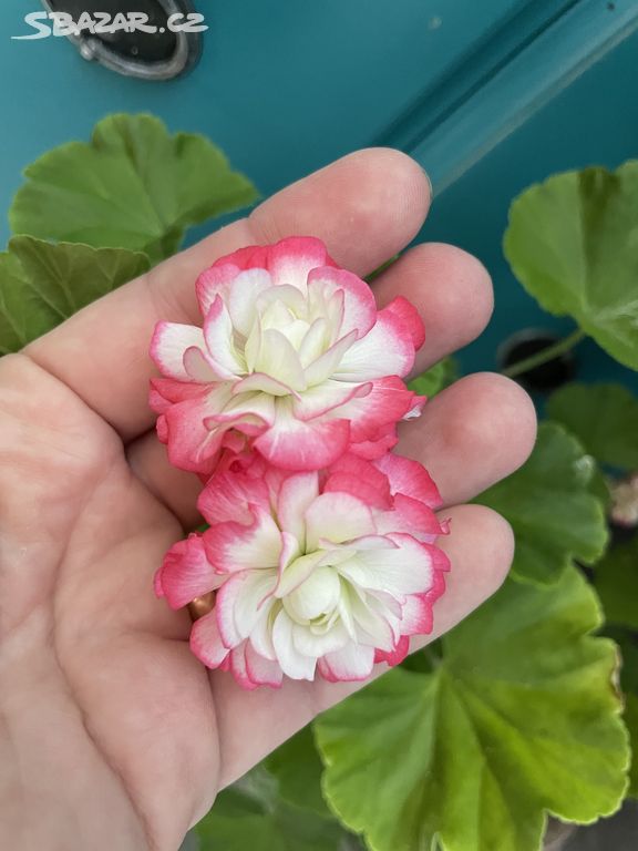 Pelargonie Applebloosom