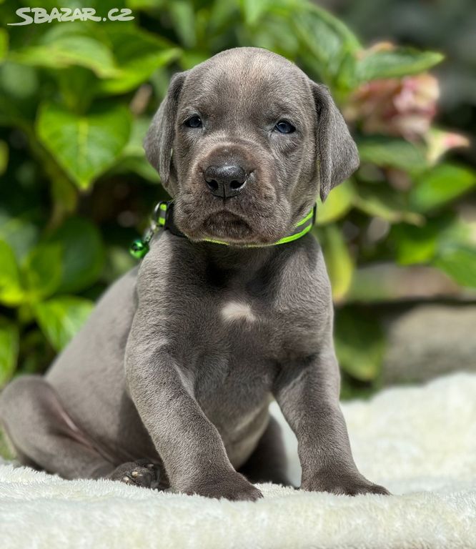 Německá doga - Chico Blue Hradecká hvězda