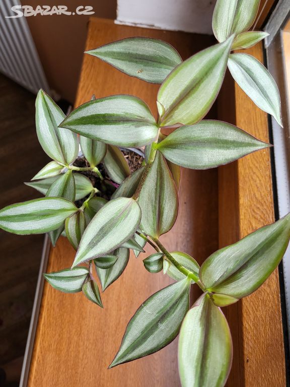 Tradescantia Zebrina