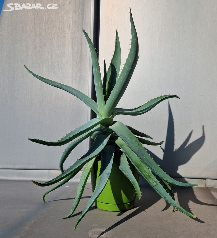 Aloe Vera (velká)