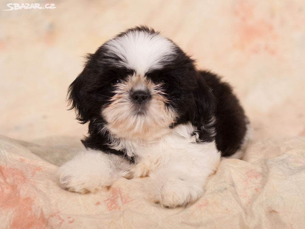 Shih-Tzu štěňatka (shi tzu, si-tzu, shitzu, si-cu)