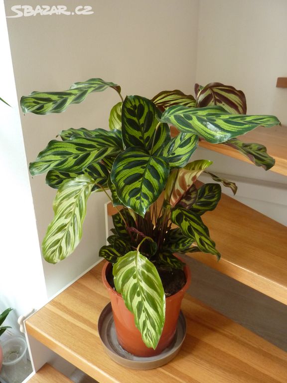 Calathea Makoyana - kalatea - pokojová rostlina