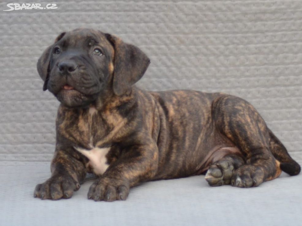 Boerboel