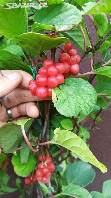 Klanopraška čínská (Schizandra chinensis)-50-60cm