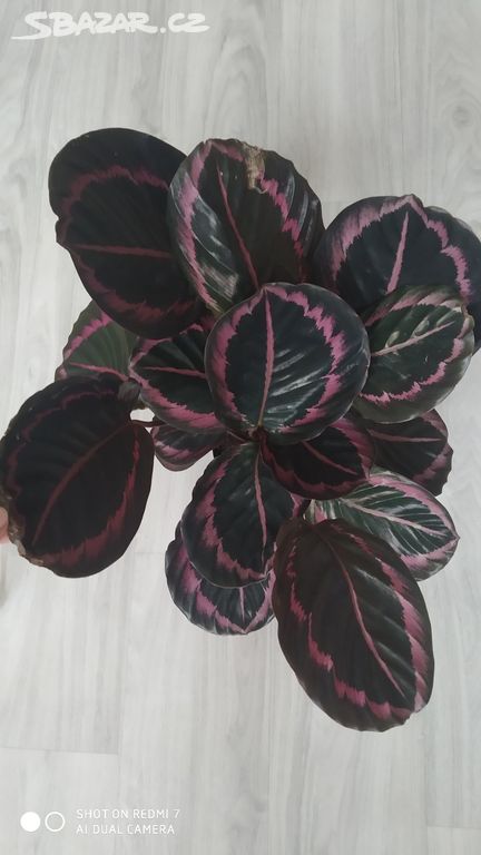 Calathea Dottie