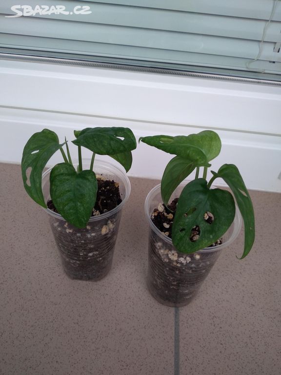 Monstera adansonii mint