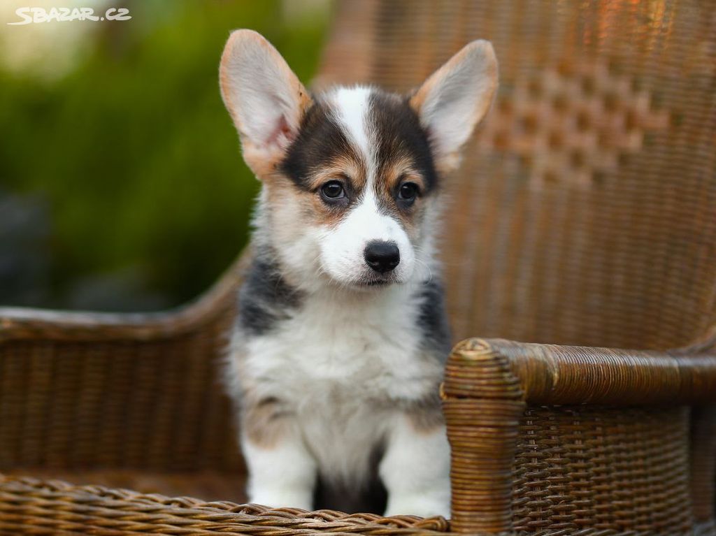 Pembroke Welsh Corgi