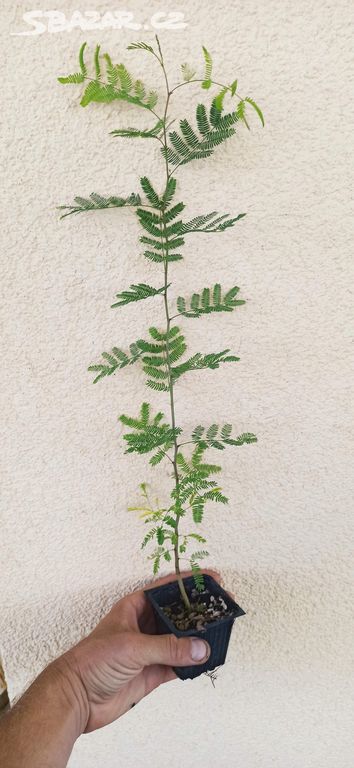 Akácie arabská (Acacia arabica) - 40 cm