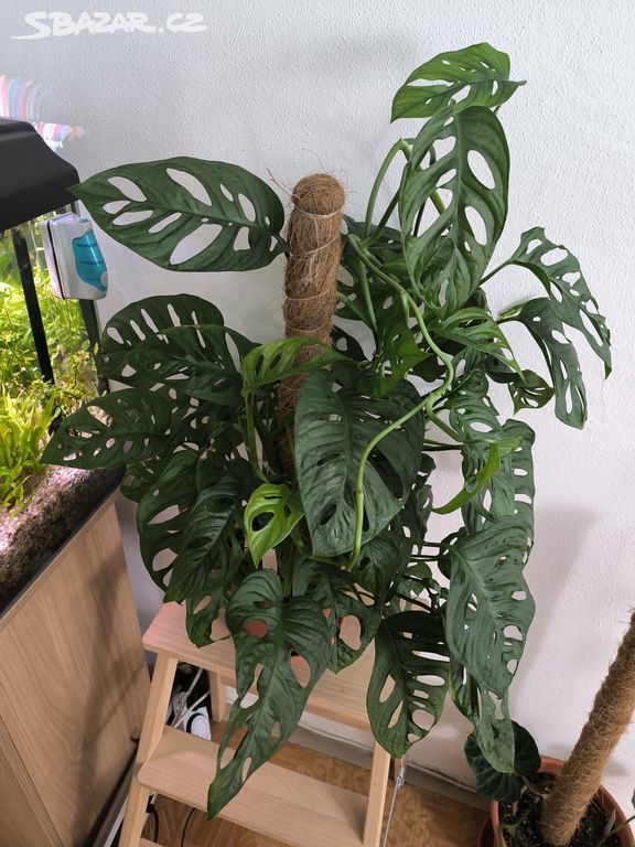 Monstera adansonii