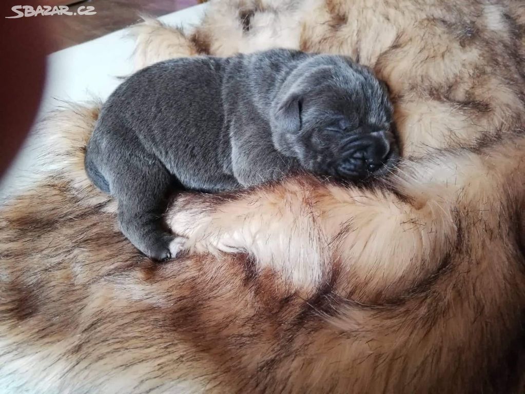 Cane corso štěňátka modrá bez PP