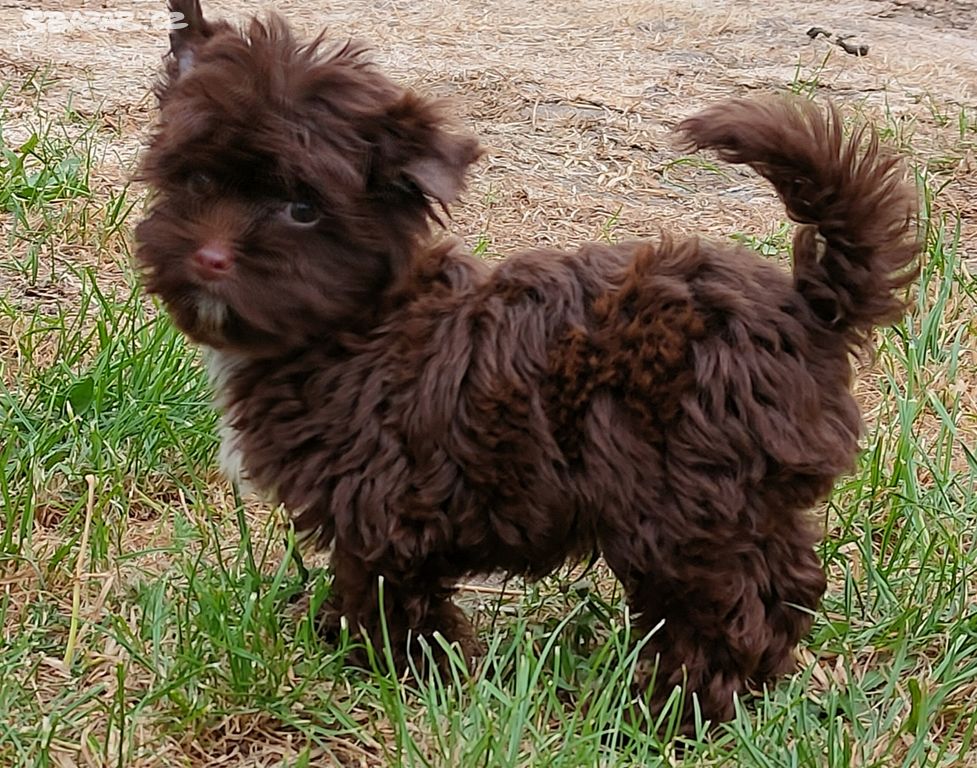 Jorkšírský teriér s PP , Yorkshire terrier