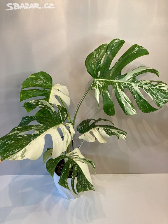 Monstera Albo Variegata