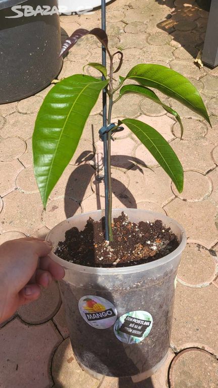 MAngo / mangovník živý strom