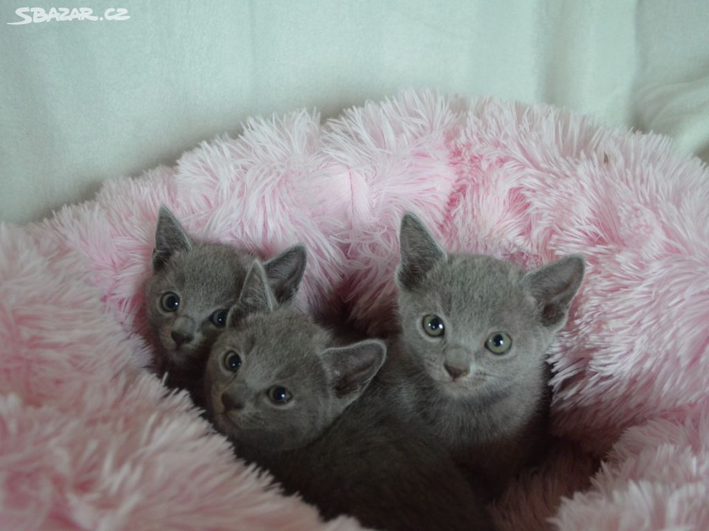 Ruská modrá  koťátka s pp  - kočičky