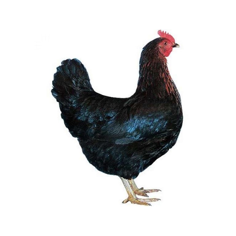 Kuřice kuřátka Brojlerová kuřata ,výkrmové kachny