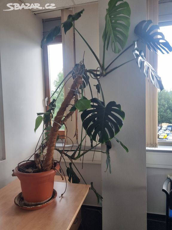 Monstera pokojová květina