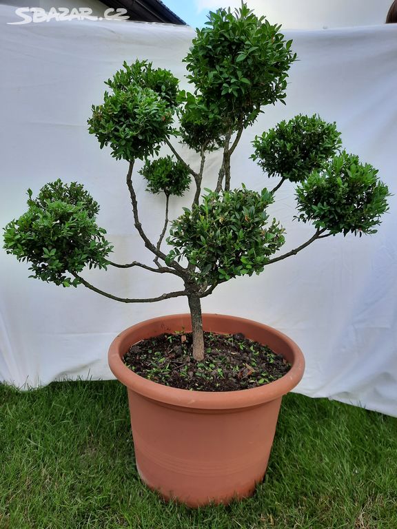 BUXUS (Zimostráz)