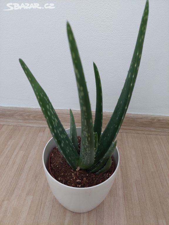 Aloe vera léčivá