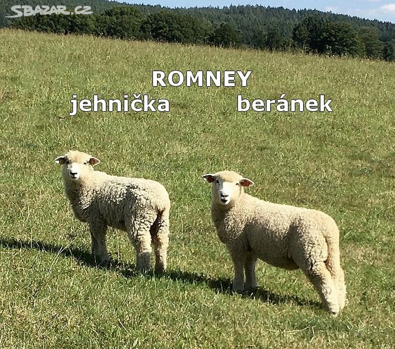 Jehnice a bahnice ROMNEY množstevní sleva