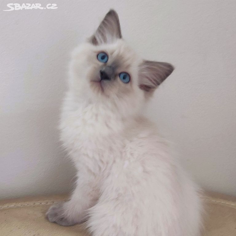 Ragdoll