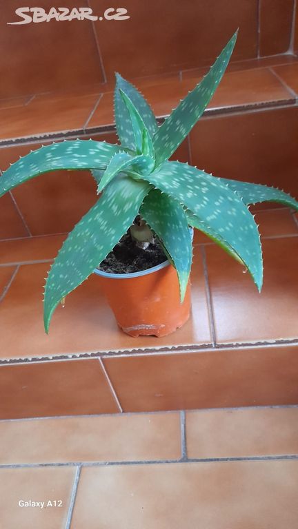 Aloe lečivá kytka