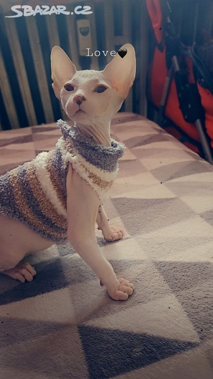 Kotě Donský Sphynx