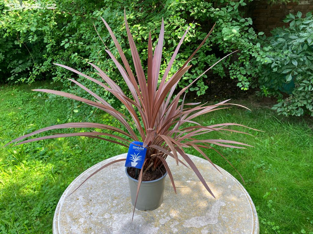 Cordyline australis