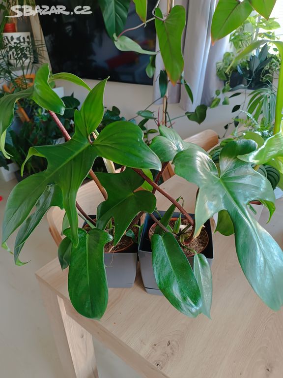 Philodendron Florida Green